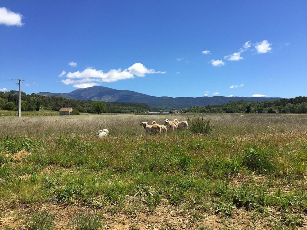 Hébergement de vacances Maison De Charme Avec Vue Sur Le Mont Ventoux *